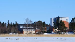 Enstaka kanadagäss och sångsvanar samt kråkor och kajor har redan hittat havret på Kodderviken. I bakgrunden Hermansö reningsverk. Fågelmatning på Kodderviken i Borgå