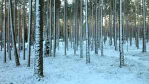 Det är stadsplaneringsarkitekten i Raseborg som utfärdar lov för att fälla träd. Höga tallar i vinterskog.