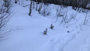 Det är svårt att räkna älgar om det inte finns några älgspår i snön. Älgspår i snön.
