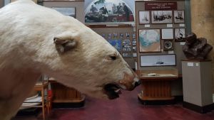 En sliten isbjörn på det Arktiska museet i Sankt Petersburg. En uppstoppad isbjörn på museum i St Petersburg