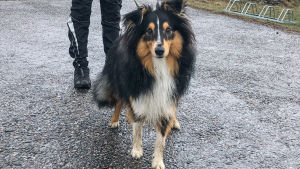 Hunden Nokko måste rastas varje dag. En kopplad hund tittar in i kameran