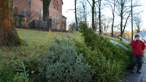 I år behöver varken julgransförsäljare eller kunder frysa. På lördagen var marken bar, solen sken och det var kring sex grader varmt. Julgransförsäljning vid Åbo domkyrka.