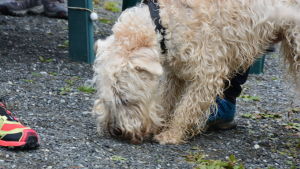 Veteterriern Jedi ska nu få pröva på att möta en varg tillsammans med de två andra veteterrierna Fricka och Rusty. Veteterrier snusar i gruset.