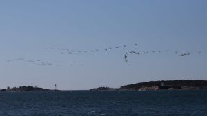 Det är är imponerande då stora flockar tranor flyger över Hangö. Det sker både på våren och hösten. Flera tiotal tranor flyger över en holme.
