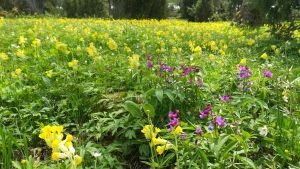 Under våren och sommaren fylls Lenholmen av många blommor. De olika årstiderna syns tydligt på Lenholmen och därför är det roligt att besöka området både på våren och på hösten. En blomstrande naturäng.