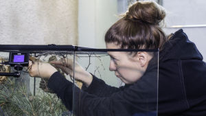 Kuraattori Hanna-Maija Lahtinen asentaa hiirille pesät. Hanna-Maija Lahtinen asentaa vaivaishiiren pesää terraarioon