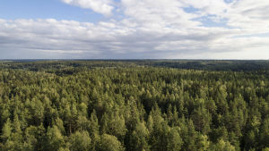 Det skulle krävas 500 miljarder träd för att täcka en fjärdedel av mänsklighetens koldioxidutsläpp. Metsää Sipoonkorven kansallispuistossa.