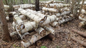 I Karislojo odlas också shiitakesvamp i de här björkstammarna. Även då borras hål, mycel placeras i hålet som tillsluts med bivax. Shiitake odlas i björkstammar i Karislojo.