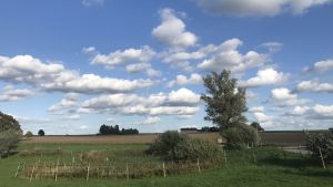 Målet i Finland är att 20 procent av åkerarealen ska vara ekologiskt odlad. I dag är andelen närmare 14 procent. Vidsträckta åkrar och en blå himmel med fluffiga moln.
