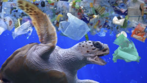 Djur kan få i sig plast som slängs i naturen, bland annat från den stora sophögen som simmar omkring i Stilla havet. Skäldpadda simmar bland plastavfall.
