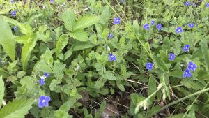 På vägrensområdet är blommorna små men många. Små blåa blommor på en äng.