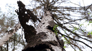 I synnerhet granarna har lidit massivt under de senaste åren En död gran vars bark faller av
