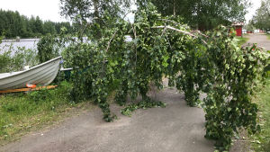 I bland annat Joensuu har stormen fällt träd, här över en gångväg. Päivö-stormen har fällt träd i Joensuu.