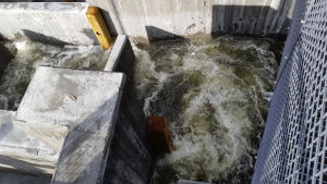 Fiskvägarna ska förhoppningsvis hjälpa den utrotningshotade flodpärlmusslan. Vatten som forsar vid en fiskväg. Cementväggar runt vattnet.
