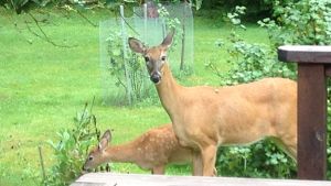 Många önskar inte få dessa på besök i trädgården. en hjorthona och hennes kid står invid en altan och äter trädgårdsväxter.