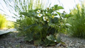 Glyfosatgödselns påverkan på växtligheten undersöktes på jordgubbsplantor och ängssvingel. Närbild på en planta med jordgubbbe och ängssvingel.