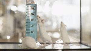 Mössen har oturen att vara lätta att genmanipulera. Laboratoriemöss i sin bur.