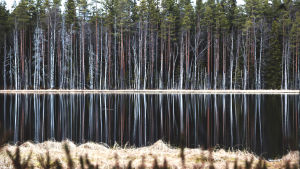 Järvimaisema Seitsemisen kansallispuistossa.