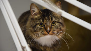Den här sötnosen bor just nu i Barösund. En närbild på en långhårig brunsvart katt som tittar in i kameran med stora ögon.