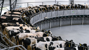 Massiva kogårdar ger oss mjölk och kött. På bilden en rysk mjölkningssession. Massproduktionen är inte bra för djurens mående. Svartvita kor står i en halvcirkel i ett mjölkningsutrymme.