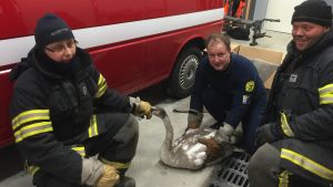 Ronny Karlqvist, Tomas Blomgren och Gustav Fagerstedt vid Wessö FBK räddade svanen in i värmen. Wessö FBK och svanen de räddade ur isen.