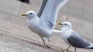 Kaksi lokkia Tuomiokirkon poratilla.