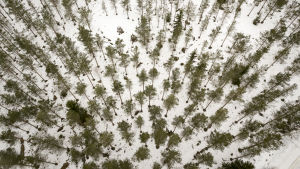 Ehrnrooth skriver till medlemmarna i stadsstyrelsen bland annat: En ytterst liten andel av skogsmarken i södra Finland är i naturenligt tillstånd. Som påföljd av det utbredda ekonomiskt effektiva skogsbruk som drivits sedan 1940-talet, som visserligen har varit ekonomiskt viktigt för återbyggandet av Finland under efterkrigsperioden, har skogarnas mångfald lidit kraftigt. Bilden är inte från de aktuella områdena men de har också skötts som ekonomiskogar, uppger stadens skogsbruksingenjör. Skog fotograferad uppifrån luften under vintern.