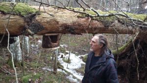 Det finns också småfåglar som vill ha öppna bon. Här har Christer Kalenius byggt en holk med fin utsikt över skogen. En fågelholk med stor öppning upphängd på ett omkullfallet trä, dock drygt en och en halv meter från marken.