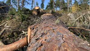 Gallra i tid så att de träd som blir kvar får utveckla sina rötter. Då står träden bättre emot en storm. I Österbotten har många skogsägare gallrat för sent, säger Anders Hjortman. Vindfälle som sågats i bitar. Längre bak ses fler vindfällen.