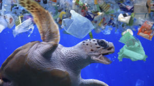 En sköldpadda i ett hav av plast