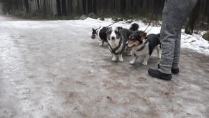 Det lönar sig att vara försiktig då man är ut med hunden i södra Finland. En mycket hal väg där en person är ut och går med sina hundar.