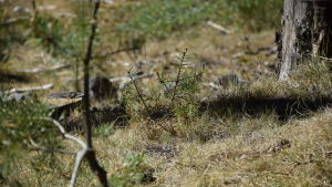 Det är kruttorrt i skog och mark. Gör inte upp öppen eld. En bild närbild på torrt gräs och tallplantor. Gräset är blekt.