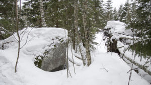 En stor sten ger också skydd för insyn. En stor sten i en skog. Det är mycket snö på marken och på stenen.