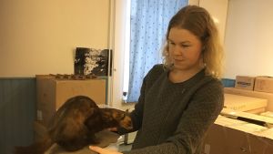 Museipedagogen Mari Mäenpää undersöker en uppstoppad flodiller som är ett av de föremål som räddades. De restaurerade föremålen ligger nu i pafflådor och väntar på att flytta in i nya utrymmen. Kvinna tittar granskande på uppstoppad iller.