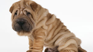 En favorit bland Kinas kejsare: shar pei! en skrynklig shar pei hund