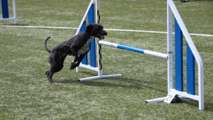 En hund hoppar över ett hinder på en agilitytävling. 