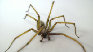 Kotihämähäkki (Tegenaria domestica)