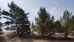 Ett område på Talluddsstranden före avverkningen. Tallar på Tulluddsstranden i Hangö.