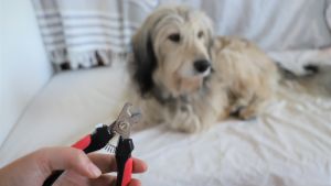 En hund som är orolig kan till exempel dra sig undan, titta bort, gäspa eller slicka sig kring munnen. Hand med klosax, i bakgrund en hund som tittar bort.