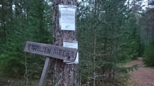 tallskog och stig, skylt där det står "Tarujen metsä" vid ett träd där två plastade papper med text finns upphängda