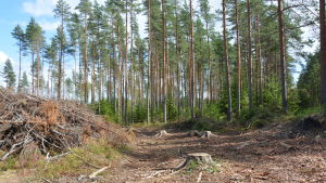 Avverkningarna är en av de största olösta frågorna för Finlands del, säger både Greenpeace och Natur och Miljö. Avverkning i Västnyland.