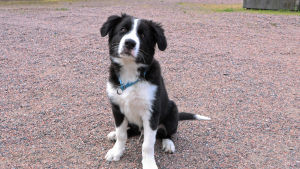 Valpen Tähti ska lära sig att sniffa fram cancer. En svartvit hundvalp sitter på en grusplan och tittar in i kameran.