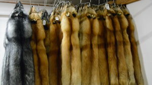 Det är fjolårets skinn som säljs på auktionen i Vanda. De har alla redan transporterats till Saga Furs lokaler i väntan på försäljning. Pälsar på klädstänger.