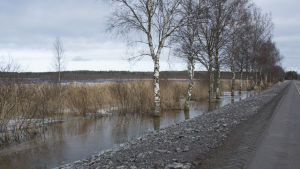 Sommaren 2017 utfördes arbete med att höja riksväg 8:s vägbana i Vassor. En dryg 700 meter lång sträcka höjdes för att minska översvämningsrisken vid vårflödet. Utan det arbetet skulle vägen antagligen vara under vatten nu. Högt vatten vid riksväg 8 i Vassor.