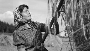Sally Salminen utförde frivilligarbete i Finland under fortsättningskriget. Fotot är taget i augusti 1941. Författaren Sally Salminen i skördearbete i Sibbo i augusti 1941.