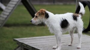 Hunden Parson har blivit lite av en kändis på sociala medier då man letat efter hans ägare. Hunden Parson på en klätterställning.