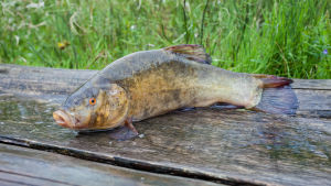Sutaren hör till släktet karpfiskar liksom mört och braxen. Arkivbild. En sutare