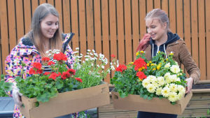 Från vänster Susanna Toivonen och Liina Korte. Flickorna sommarjobbar på skyddshemmet och hjälper till med planteringen av växterna. Susanna Toivonen och Liina Korte står med lådor med blommor i händerna.