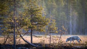 Vargen i västra Finland är inte lägre ett vildmarksdjur utan är van vid trafik, bebyggelse och människans närvaro. En varg vid ett träsk i soluppgången.