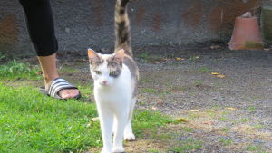 Kom hem nu, tycker Zelda, som tycker det är riktigt trivsamt att bo i Tenala. En katt med vit päls och grå och bruna fläckar. Sommar och ute. Man ser lite av en kvinnofot.